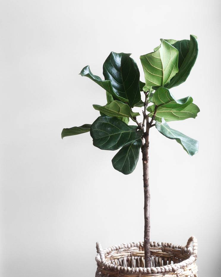 [] 6. Ficus Lyrata